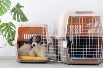 Comfort and Style: Why a Sling for Dogs Is the Perfect Choice for Pet Owners